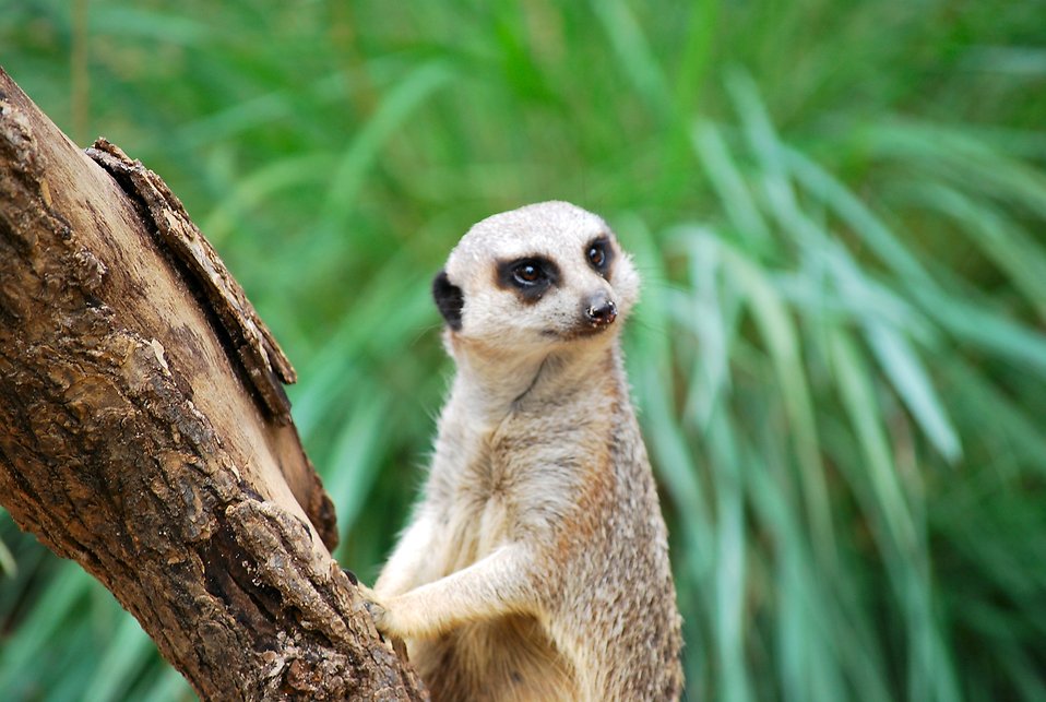 8880-a-meerkat-standing-by-a-tree-branch-pv