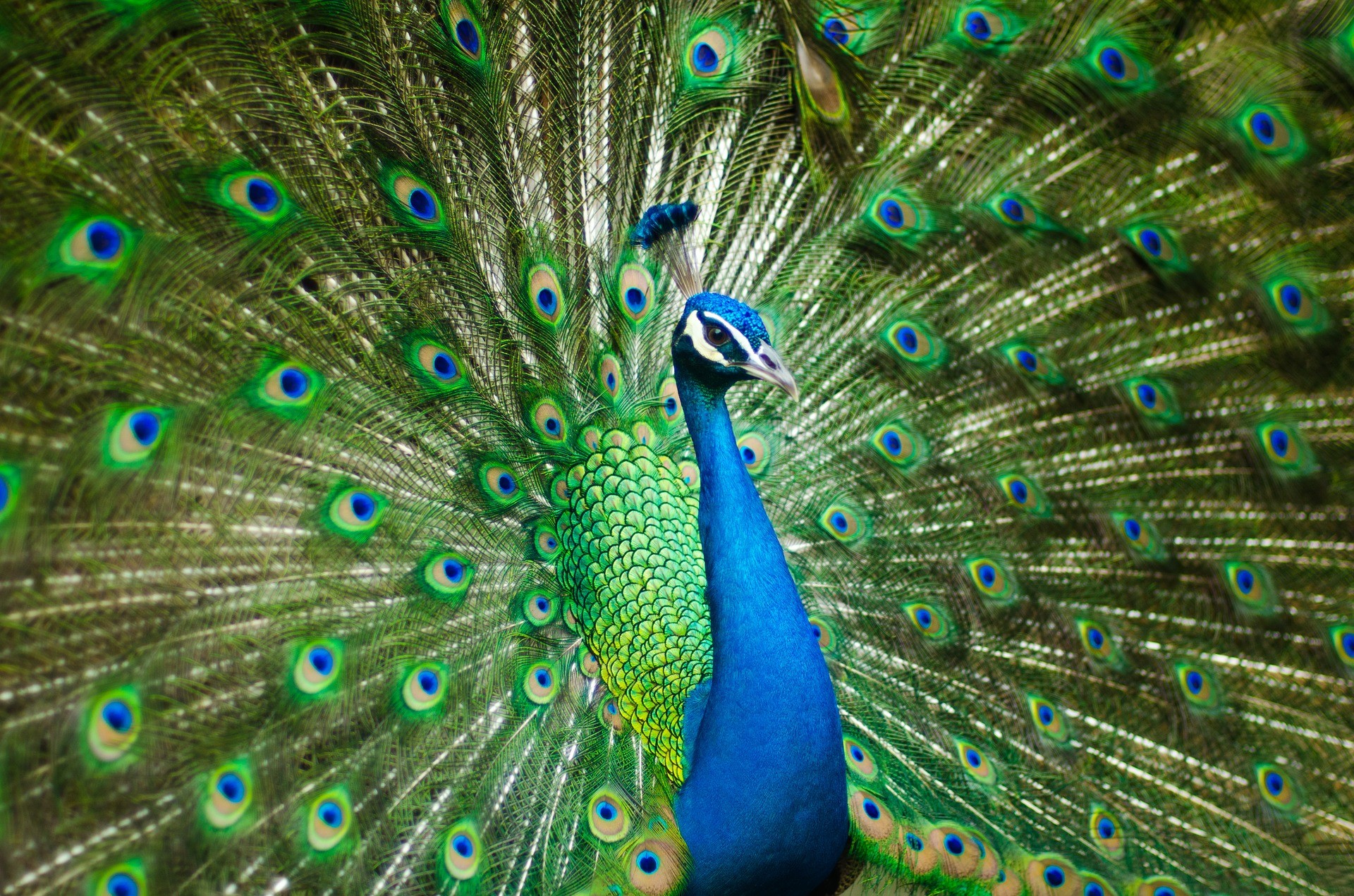 peacock-2363750_1920